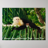 White Face Monkey Costa Rica Poster (Vorne)
