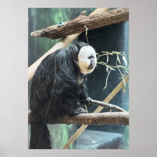 White-faced Saki Monkey Poster (Vorne)