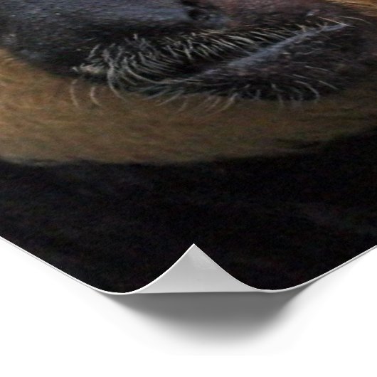 White Faced Saki Monkey Poster (Ecke)