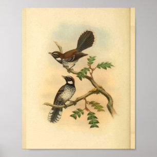 White Fantail Flycatcher Bird Vintag Print Poster