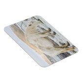 White Fell Pony auf Moorland im Winter Magnet (Rechte Seite)