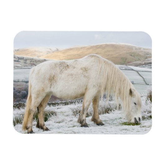 White Fell Pony auf Moorland im Winter Magnet (Horizontal)