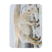 White Fell Pony auf Moorland im Winter Magnet (Vertikal)