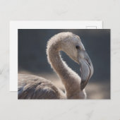 White Flamingo Bird Postkarte (Vorne/Hinten)
