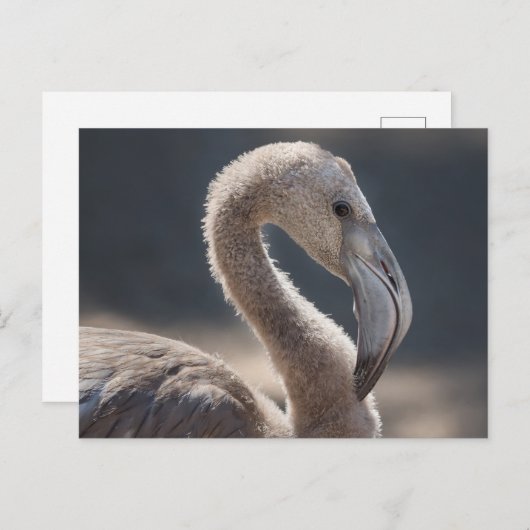 White Flamingo Bird Postkarte (Vorne/Hinten)