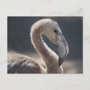 White Flamingo Bird Postkarte