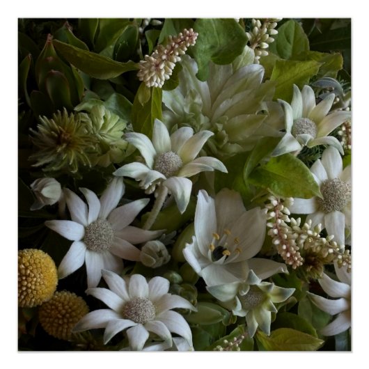 White Flannel Flower, Arabicum & Phylica Botanical Poster (Vorderseite)