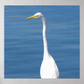 White Florida Crane Poster (Vorne)