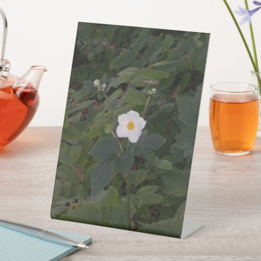 White Flower Photo Sockelschild (In Situ)