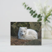 White Fox Foto Postkarte (Stehend Vorderseite)