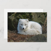 White Fox Foto Postkarte (Vorne/Hinten)