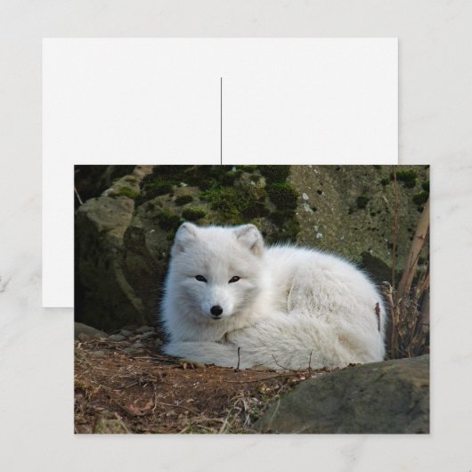 White Fox Foto Postkarte (Vorne/Hinten)