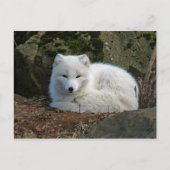 White Fox Foto Postkarte (Vorderseite)