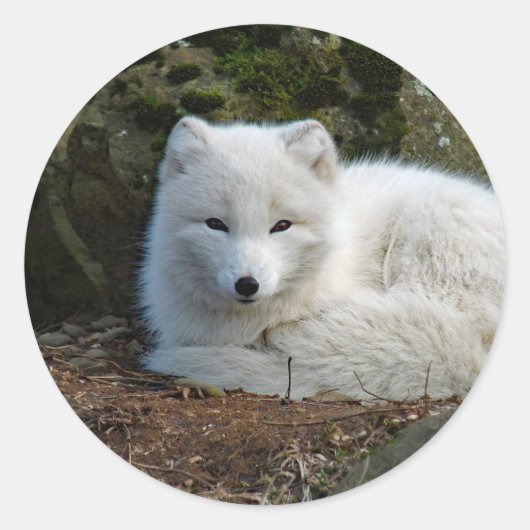 White Fox Foto Runder Aufkleber (Vorderseite)