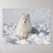 White fox poster (Vorne)