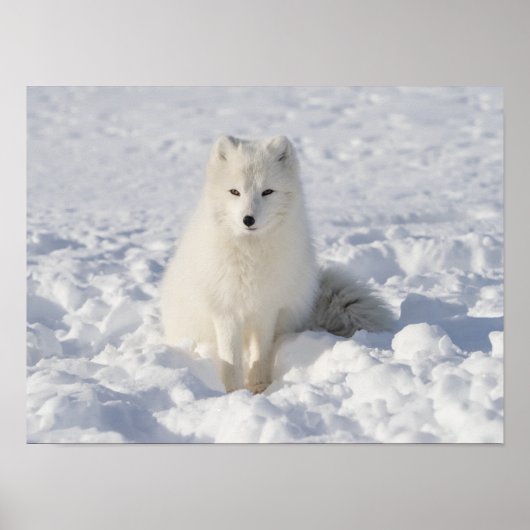 White fox poster (Vorne)