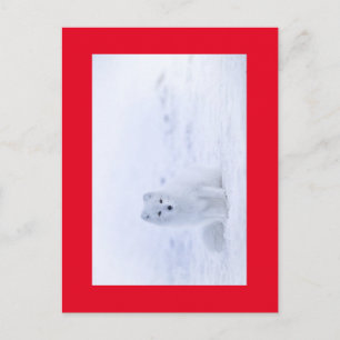 WHITE FOX POSTKARTE