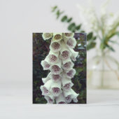 White Foxglove Postkarte (Stehend Vorderseite)