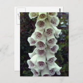 White Foxglove Postkarte (Vorne/Hinten)