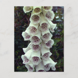White Foxglove Postkarte