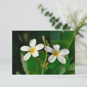 White Frangipani (Stehend Vorderseite)