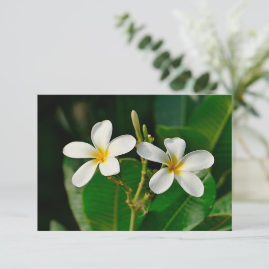 White Frangipani (Stehend Vorderseite)