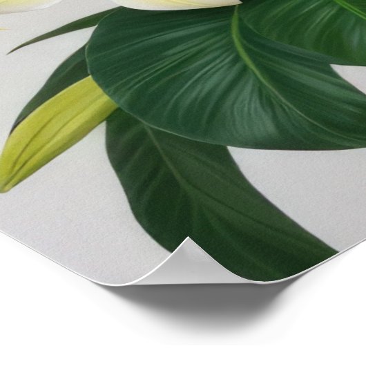 White Frangipani-Blume Poster (Ecke)