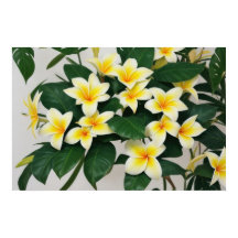 White Frangipani-Blume