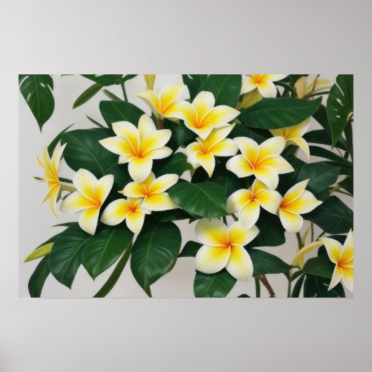 White Frangipani-Blume Poster (Vorne)