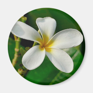 White Frangipani Canvas Print Laptop Sleeve Servin Magnet