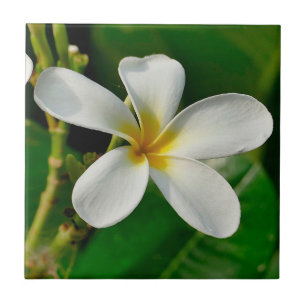 White Frangipani Fliese