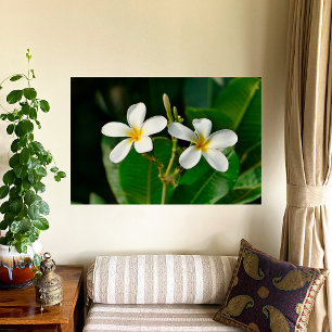 White Frangipani Fotodruck