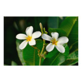 White Frangipani Fotodruck (Vorne)