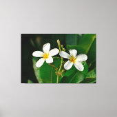 White Frangipani Leinwanddruck (Vorderseite)