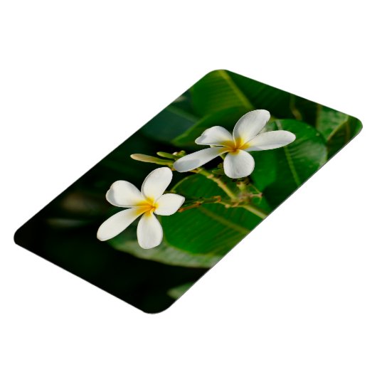 White Frangipani Magnet (Linke Seite)