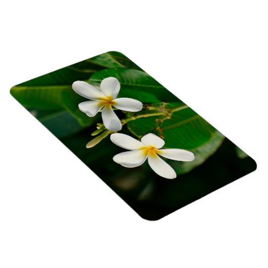 White Frangipani Magnet (Rechte Seite)