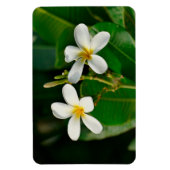 White Frangipani Magnet (Vertikal)