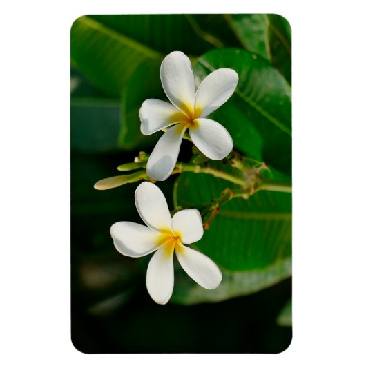 White Frangipani Magnet (Vertikal)
