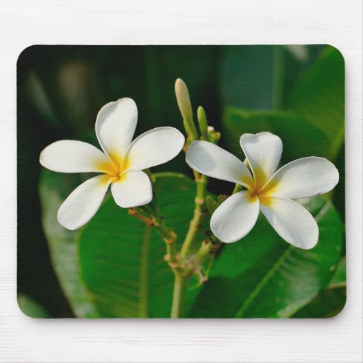 White Frangipani Mousepad (Vorne)