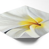 White Frangipani Poster (Ecke)