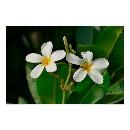 White Frangipani Poster (Vorderseite)