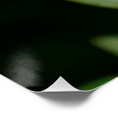 White Frangipani Poster (Ecke)