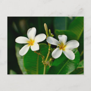 White Frangipani Postkarte