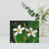 White Frangipani Postkarte (Stehend Vorderseite)