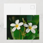 White Frangipani Postkarte (Vorne/Hinten)