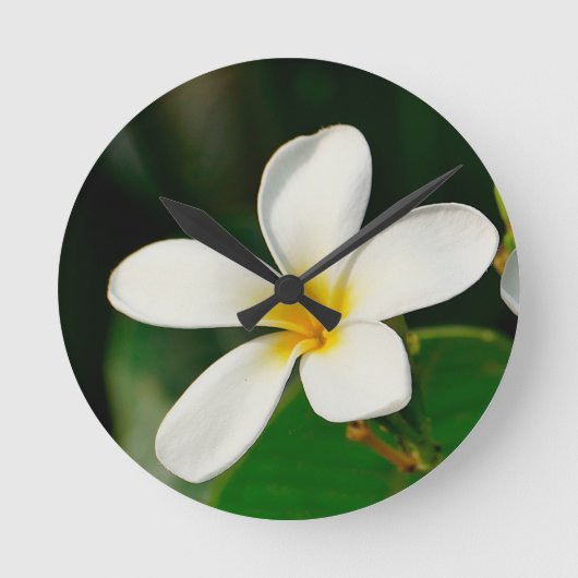 White Frangipani Runde Wanduhr (Vorderseite)