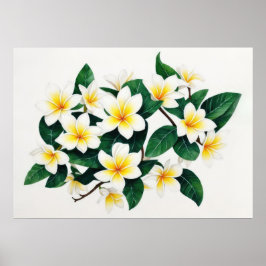 White Frangipani Watercolor Blume Poster