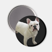 White French Bulldog-Magnet Magnet (Vorderseite/Rückseite)