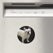 White French Bulldog-Magnet Magnet (In Situ (Geschirrspüler))