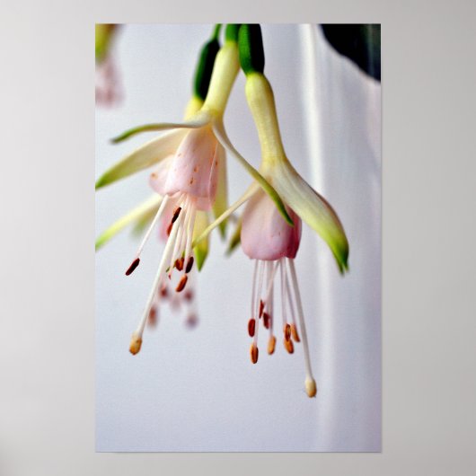 White Fuchsia Hawkshead Summer Blume Poster (Vorne)